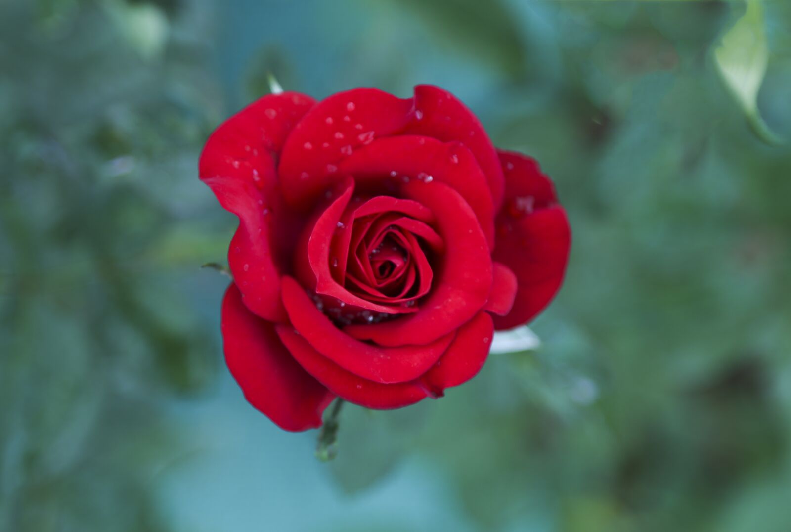 Canon EOS 6D sample photo. Red rose, love, red photography