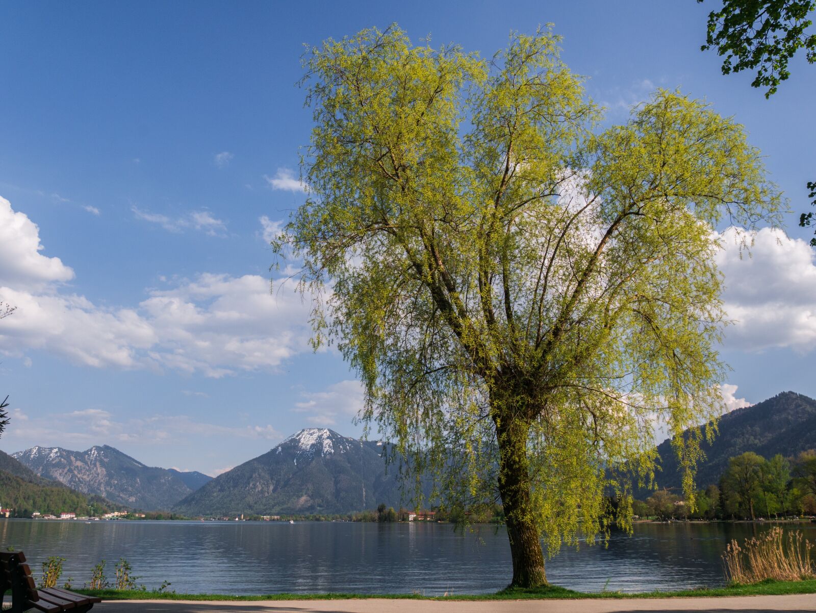 Panasonic DMC-G81 sample photo. Tree, lake, landscape photography