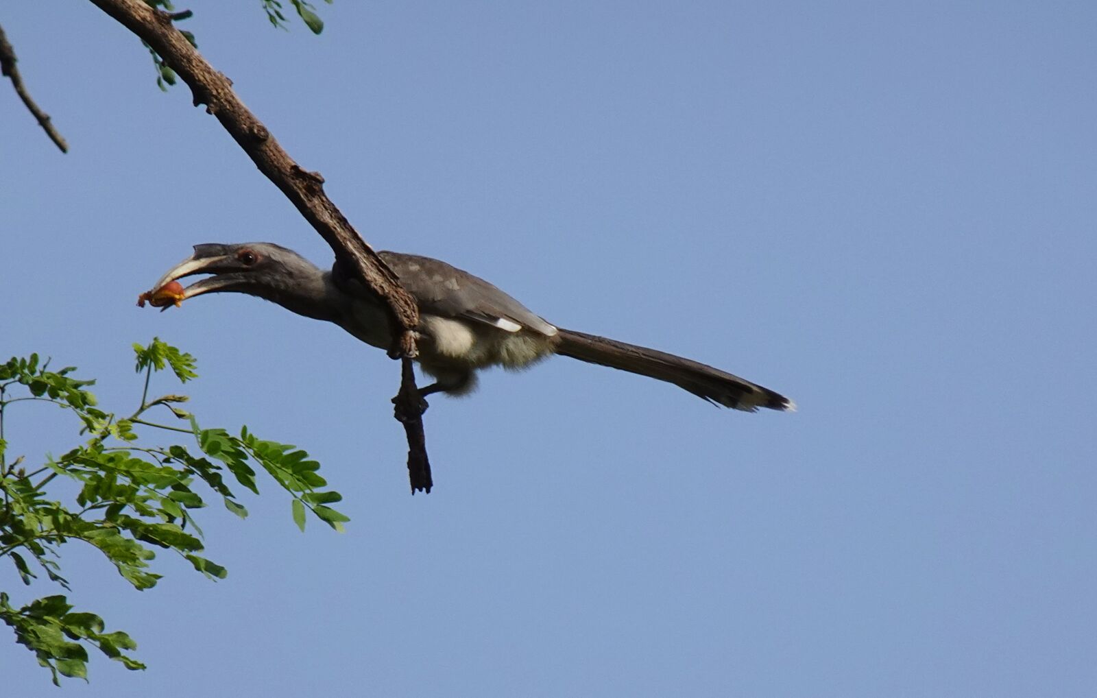 Sony DSC-WX800 sample photo. Bird, hornbill, indian photography