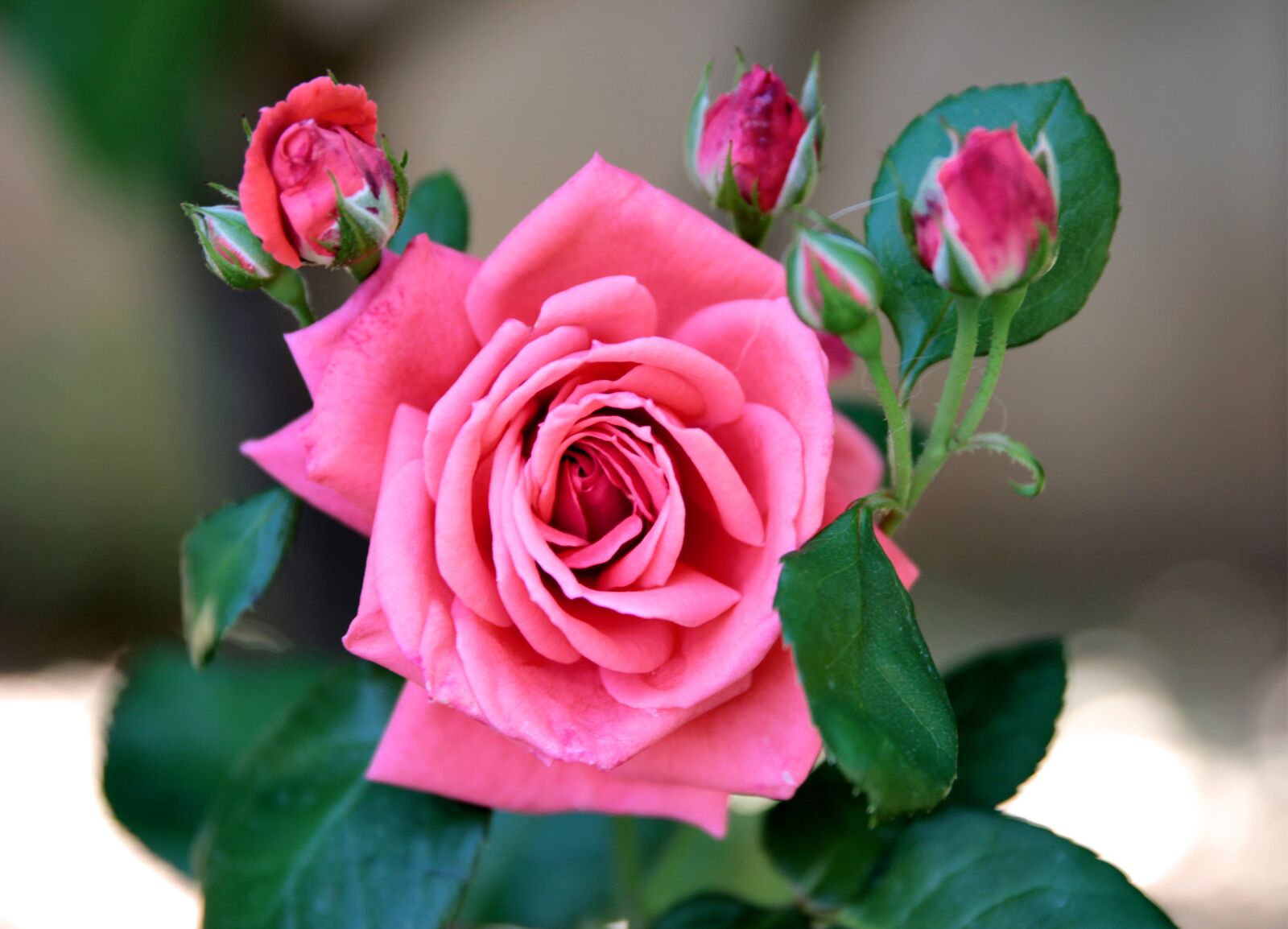 Canon EOS 550D (EOS Rebel T2i / EOS Kiss X4) sample photo. Rose, roses, flower photography