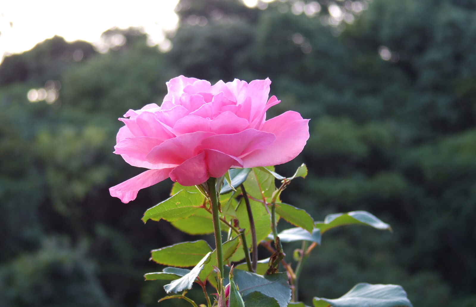 Pentax Q10 sample photo. Flower photography