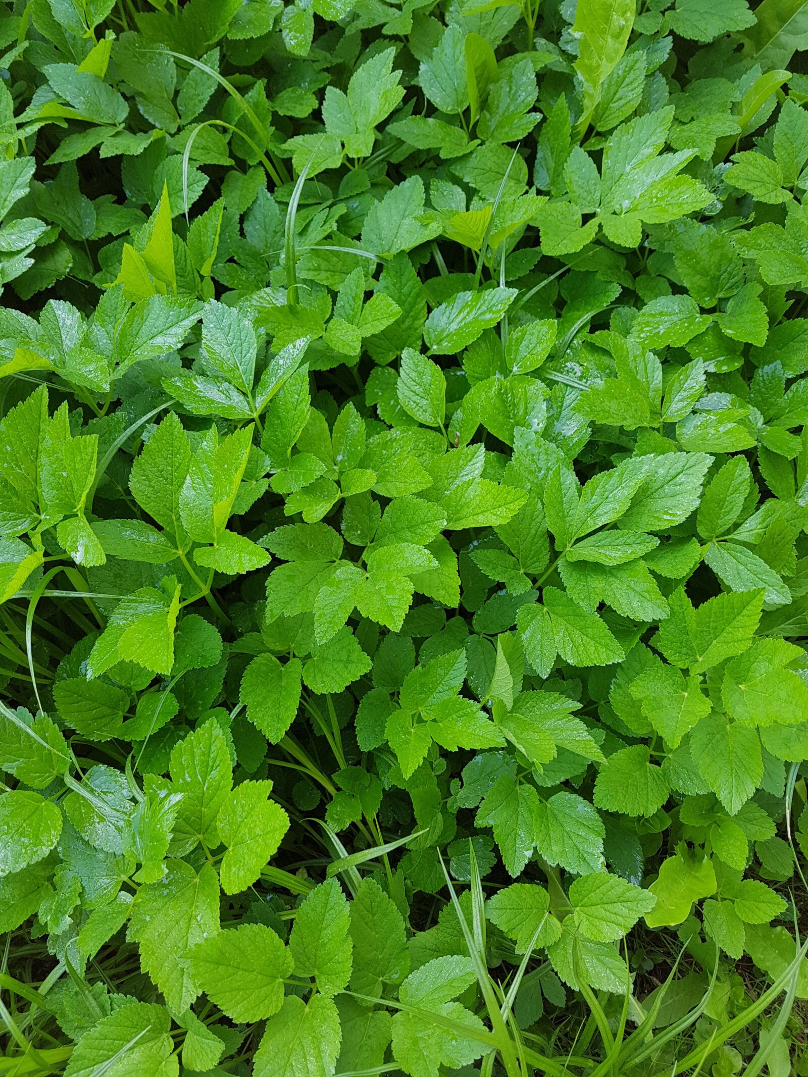 Samsung Galaxy S7 sample photo. Green, plant, leaf photography