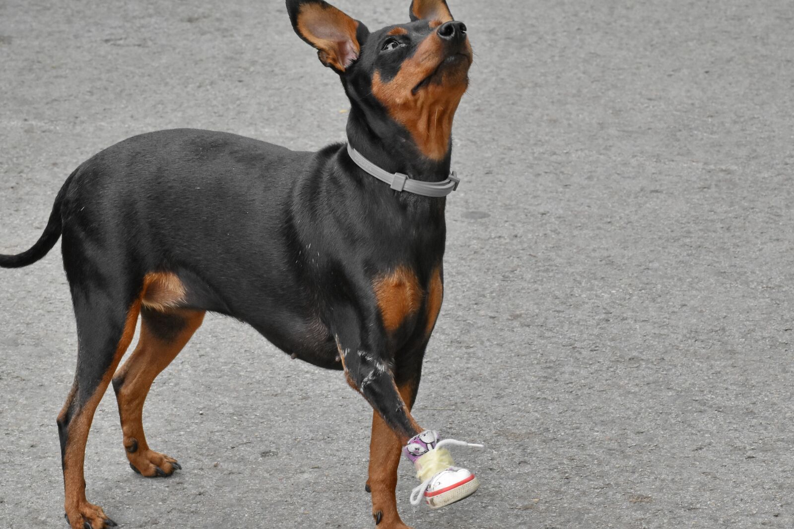 Nikon D5500 sample photo. Dog, funny, injury, leg photography