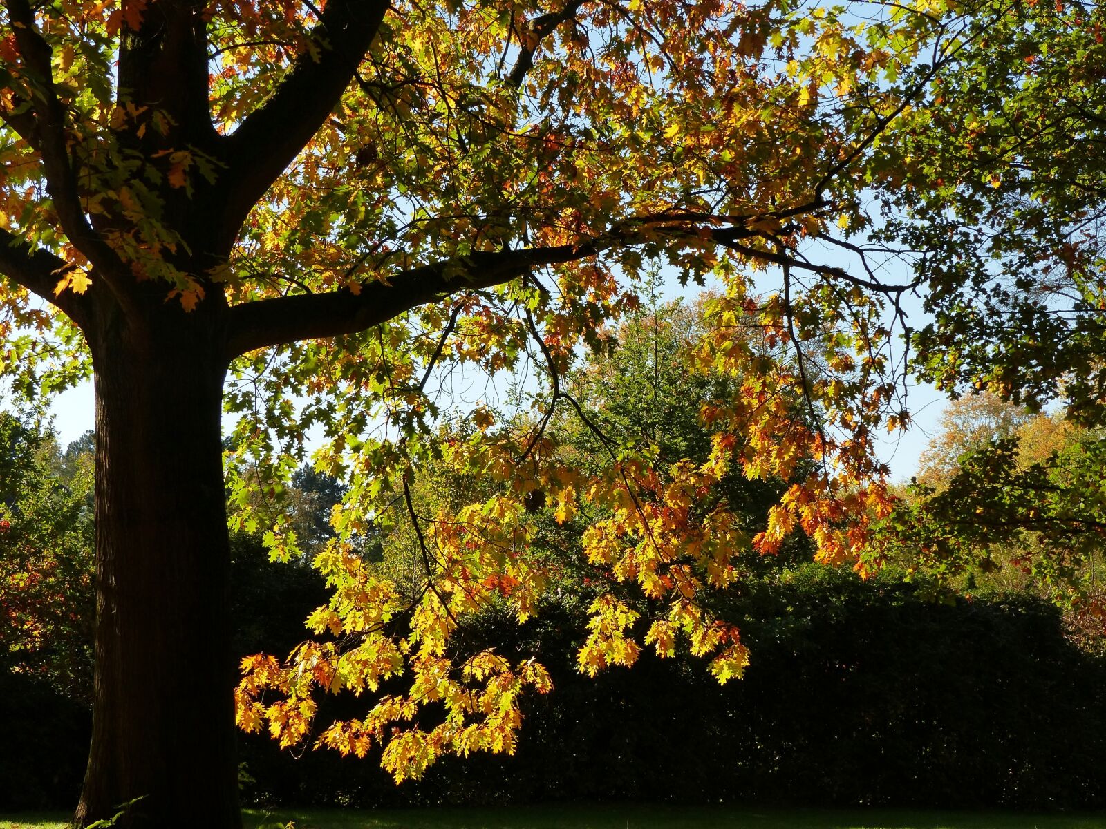 Panasonic Lumix DMC-FZ200 sample photo. Autumn, october, forest photography