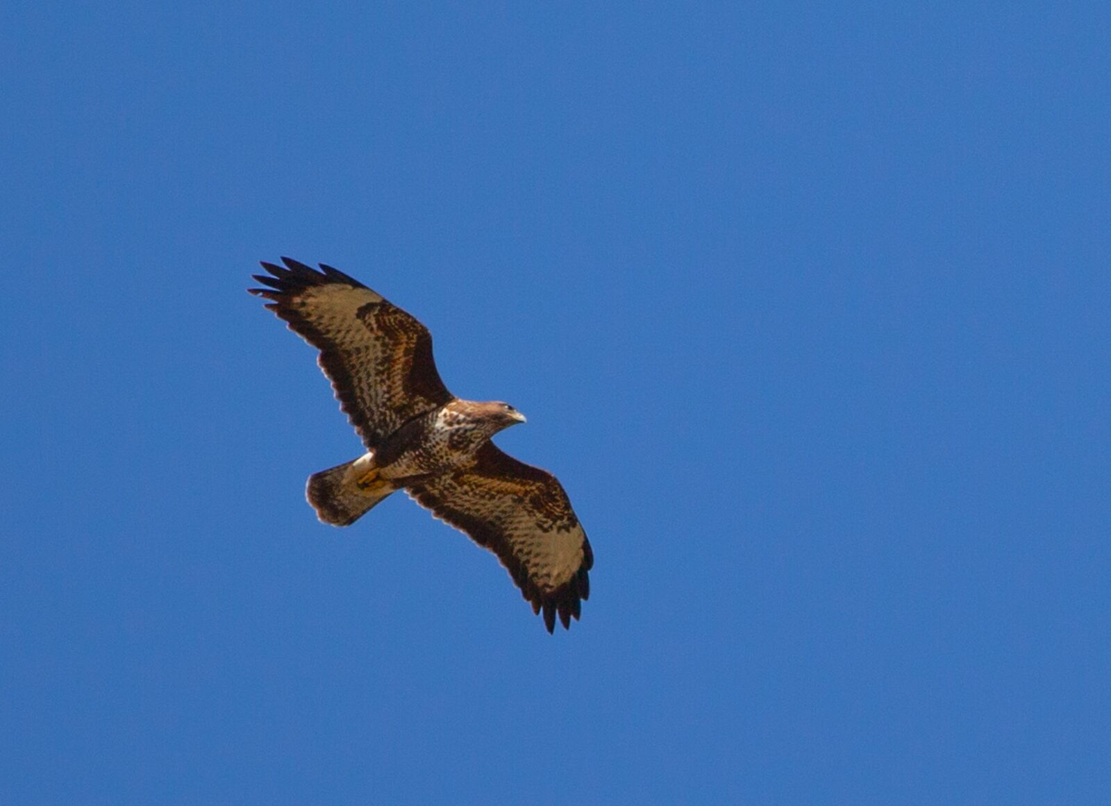 Canon EOS 5D Mark II sample photo. Buzzard, flying, soaring photography