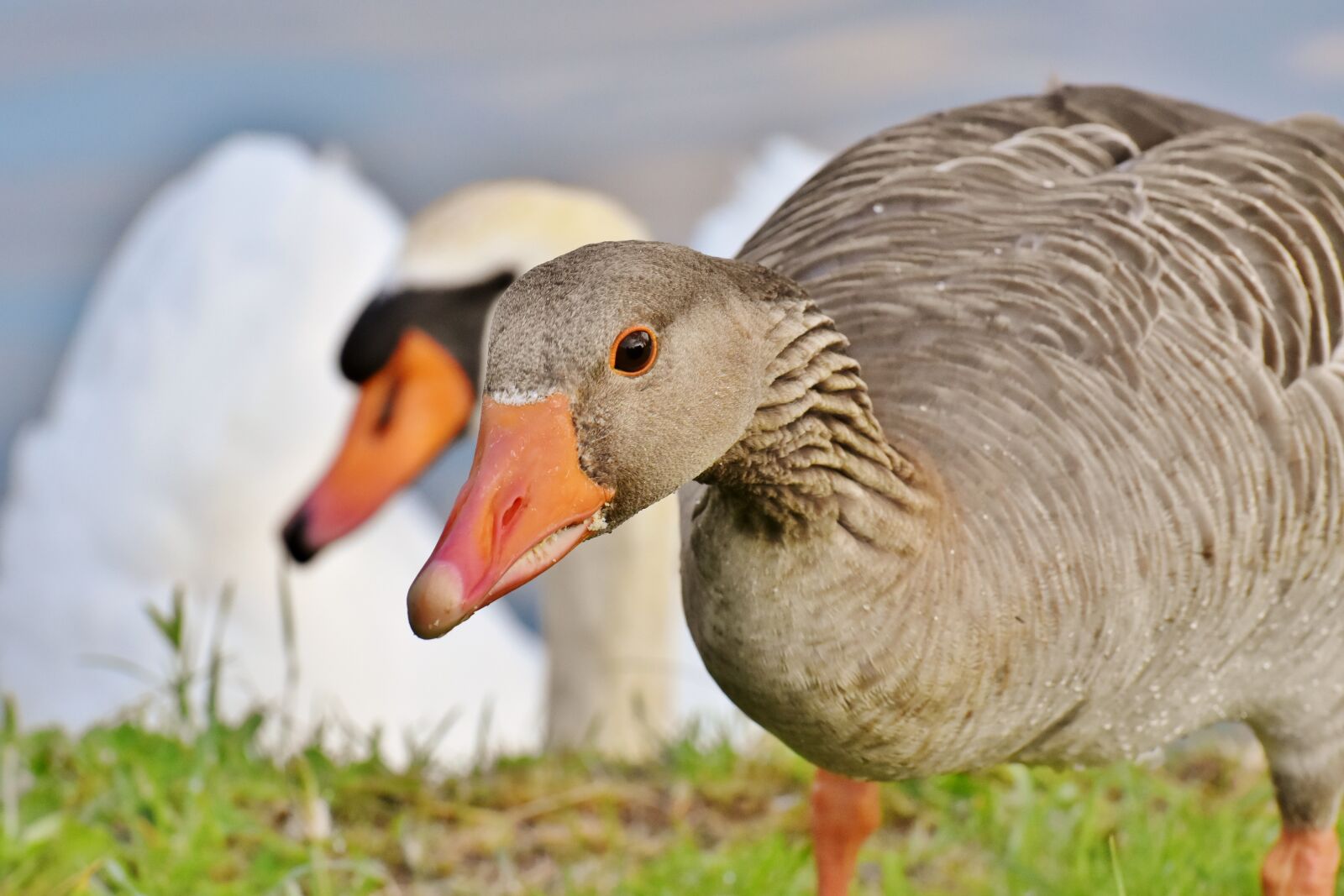 Nikon D7200 sample photo. Goose, water, waterfowl photography