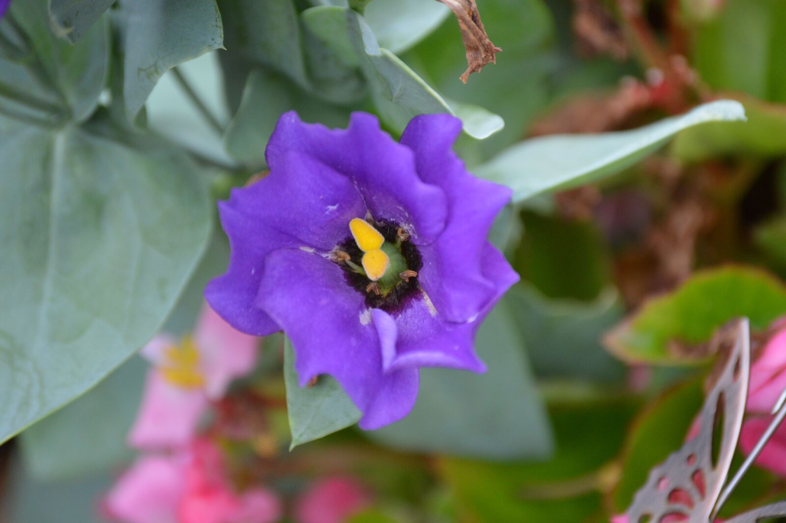 Nikon D3200 sample photo. Texas, bluebell, lisianthus photography