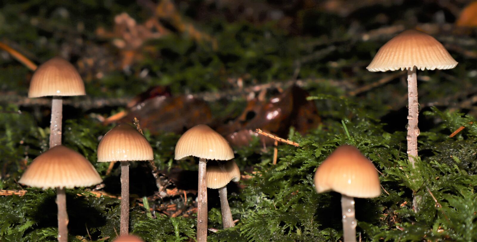 Canon EF-M 15-45mm F3.5-6.3 IS STM sample photo. Nature, mushroom, group photography