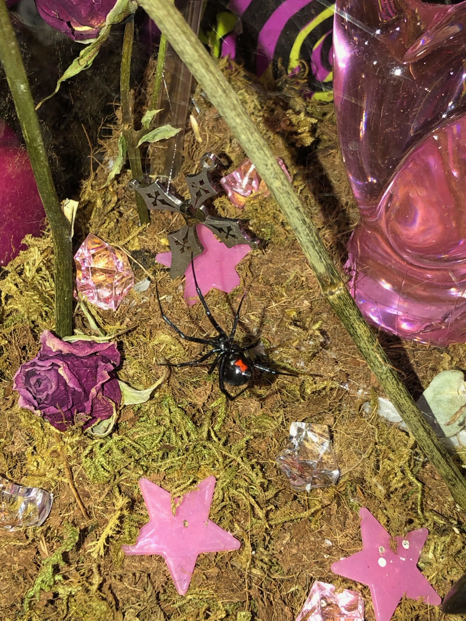 Apple iPhone 8 Plus sample photo