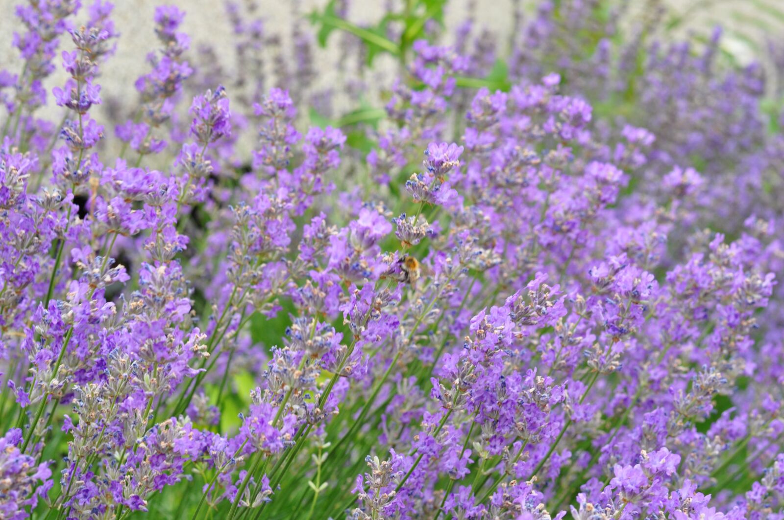 Nikon D5000 sample photo. Lavender, flowers, summer photography