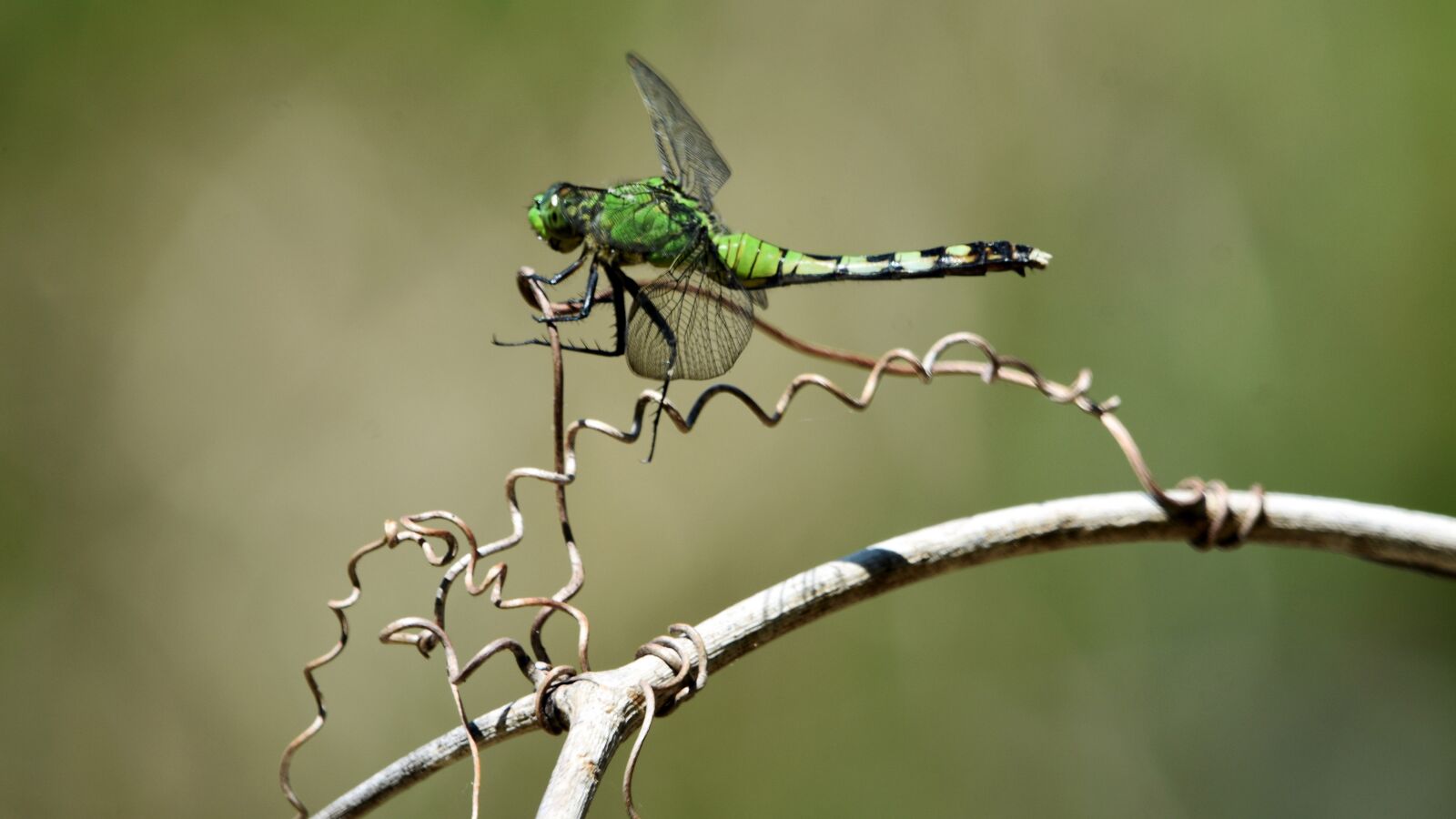 Nikon D7200 sample photo. Insect, dragonfly, swamp photography