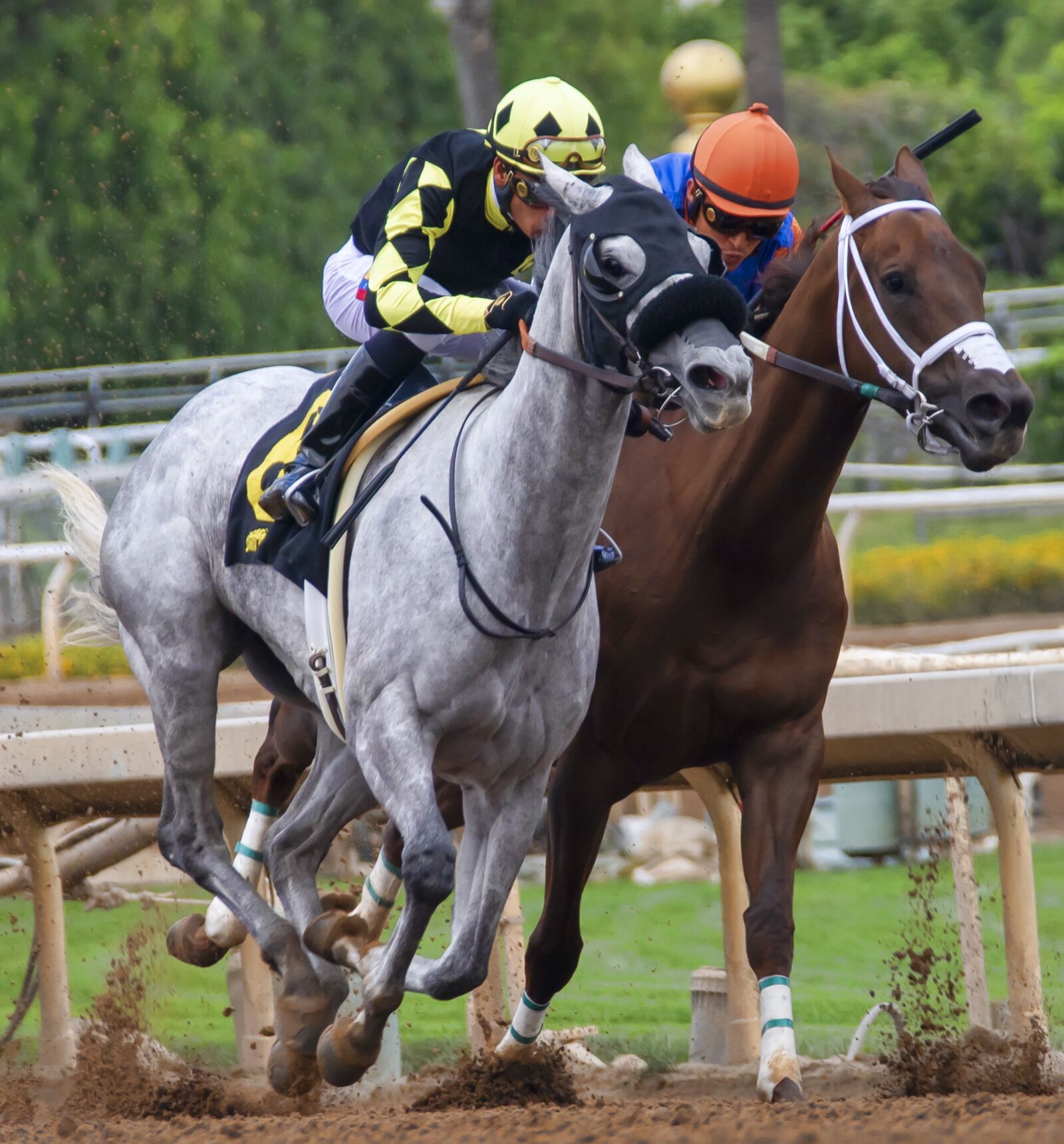 Nikon D850 sample photo. Horses, race, horse racing photography