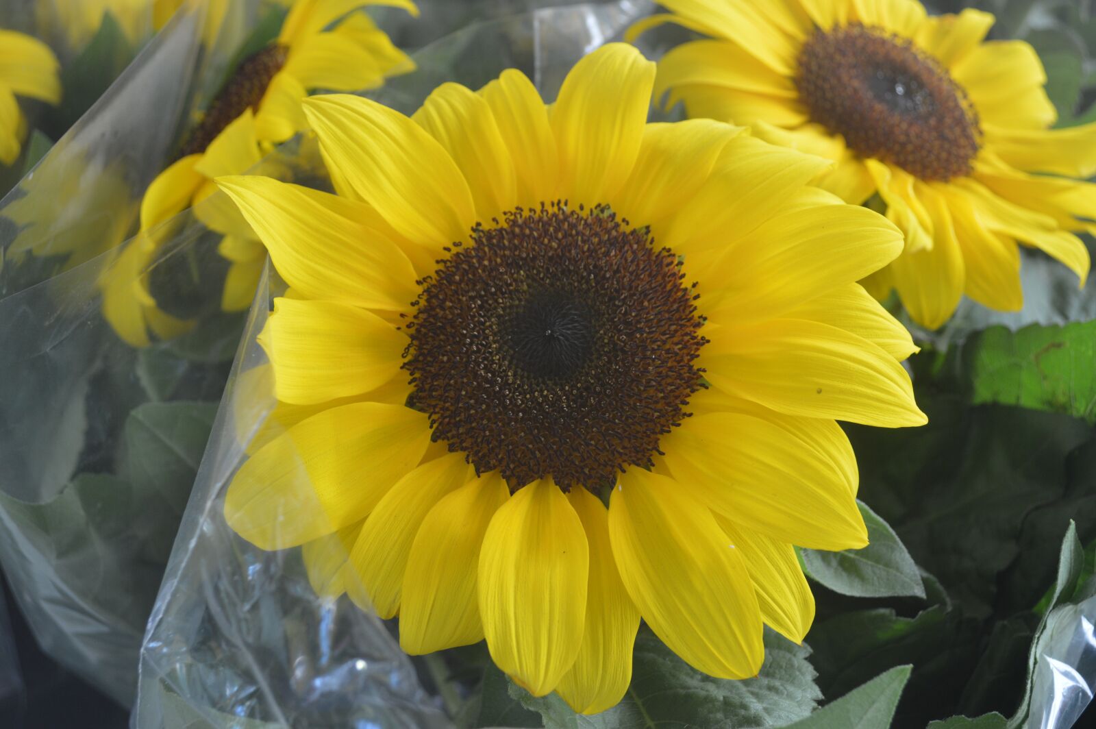 Nikon D3200 sample photo. Girasol, it brings you photography