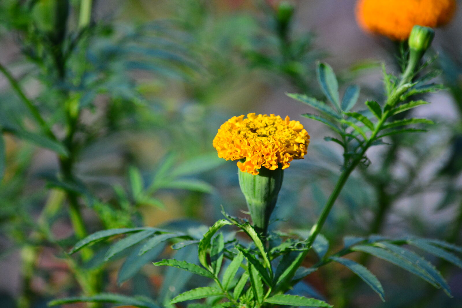 Nikon D7100 sample photo