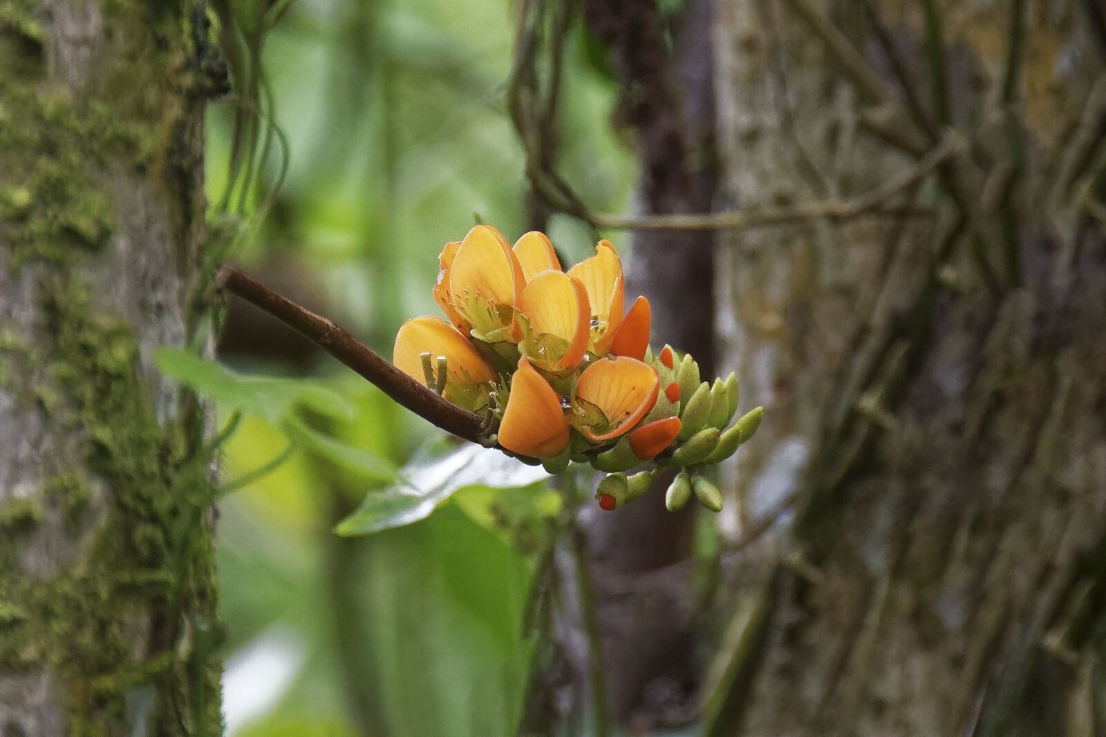 Nikon D500 sample photo. Colombia, tropics, plant photography