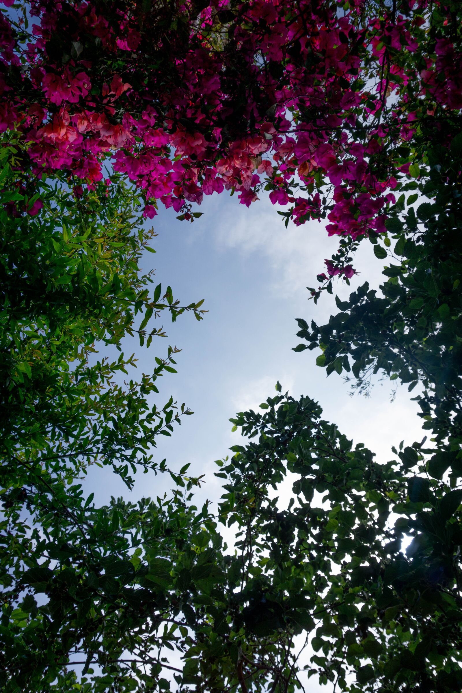 Sony a6000 sample photo. Plants, flowers, bougainvillea photography