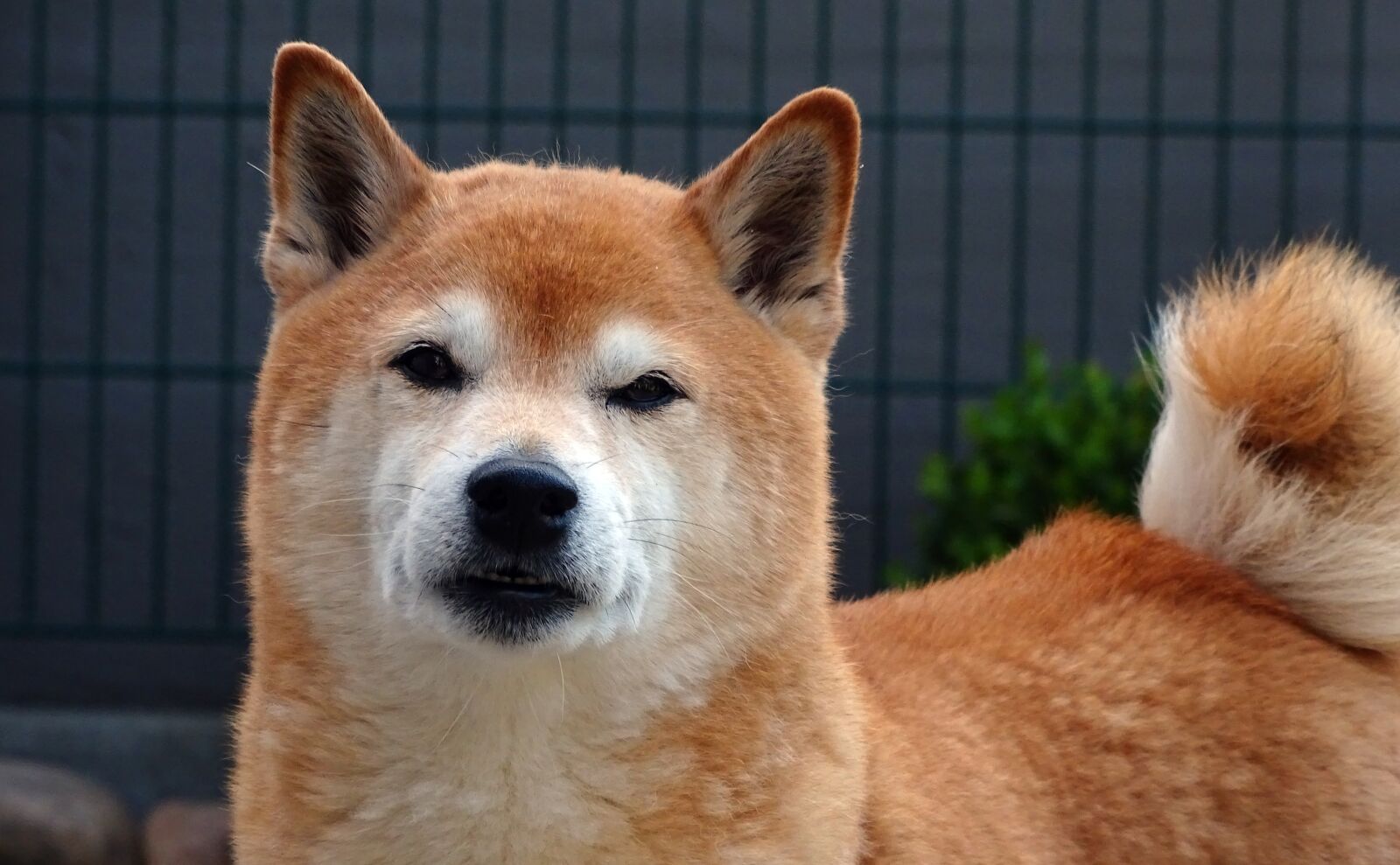 Sony Cyber-shot DSC-HX400V sample photo. Dog, dog head, portrait photography