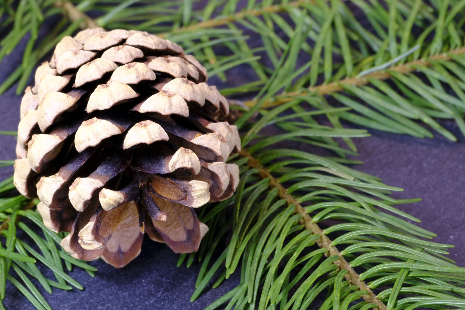 Fujifilm X-T2 + Fujifilm XF 80mm F2.8 R LM OIS WR Macro sample photo. Fir tree, pine cones photography