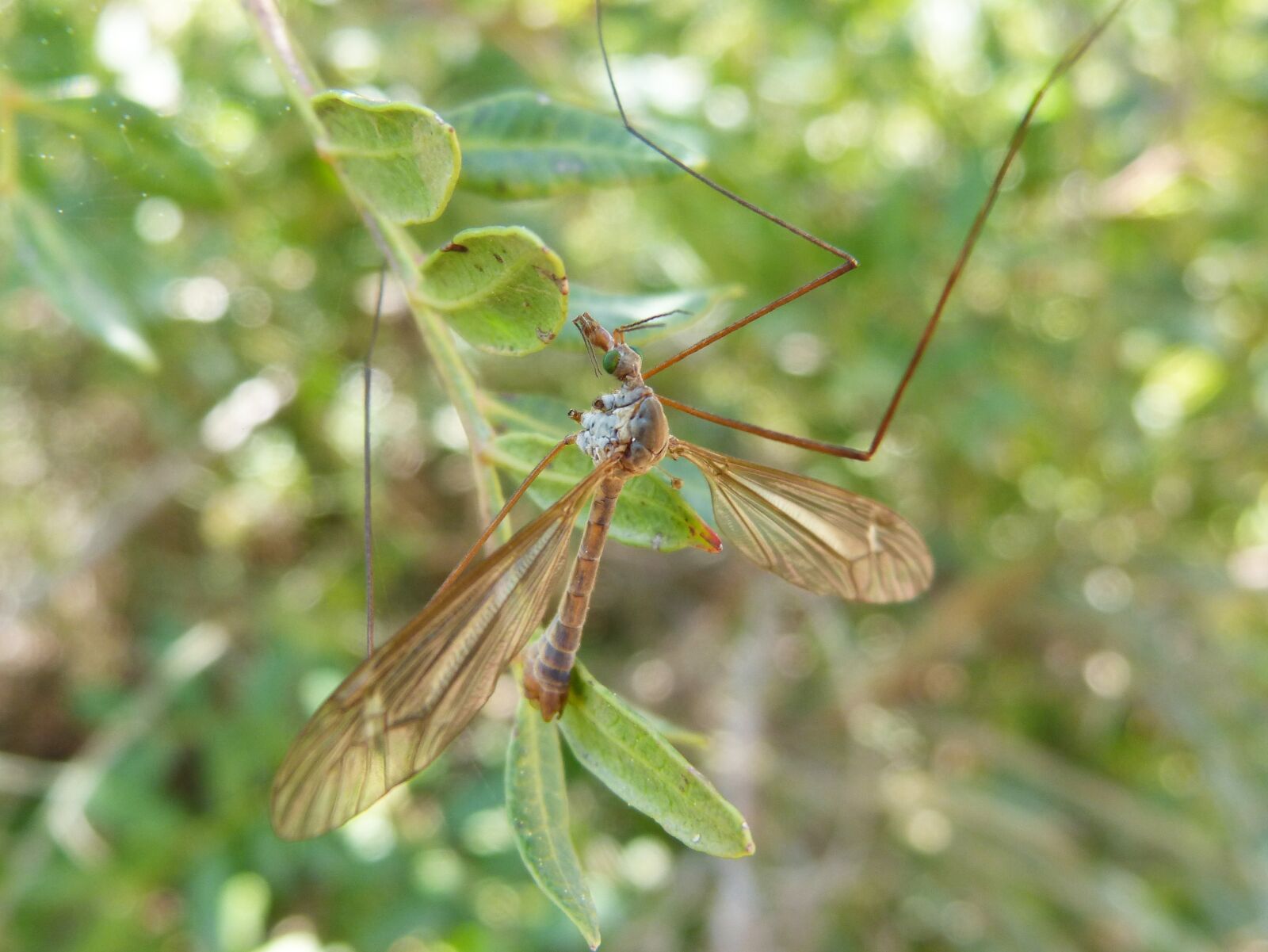 Panasonic DMC-FZ62 sample photo. T pula, fake mosquito photography