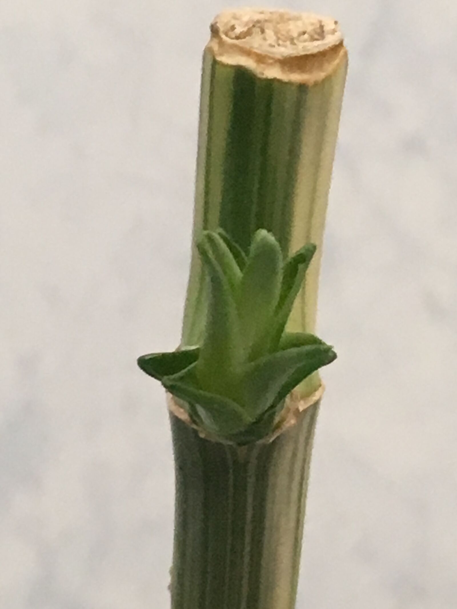 iPhone SE back camera 4.15mm f/2.2 sample photo. Bamboo, tree, nature photography