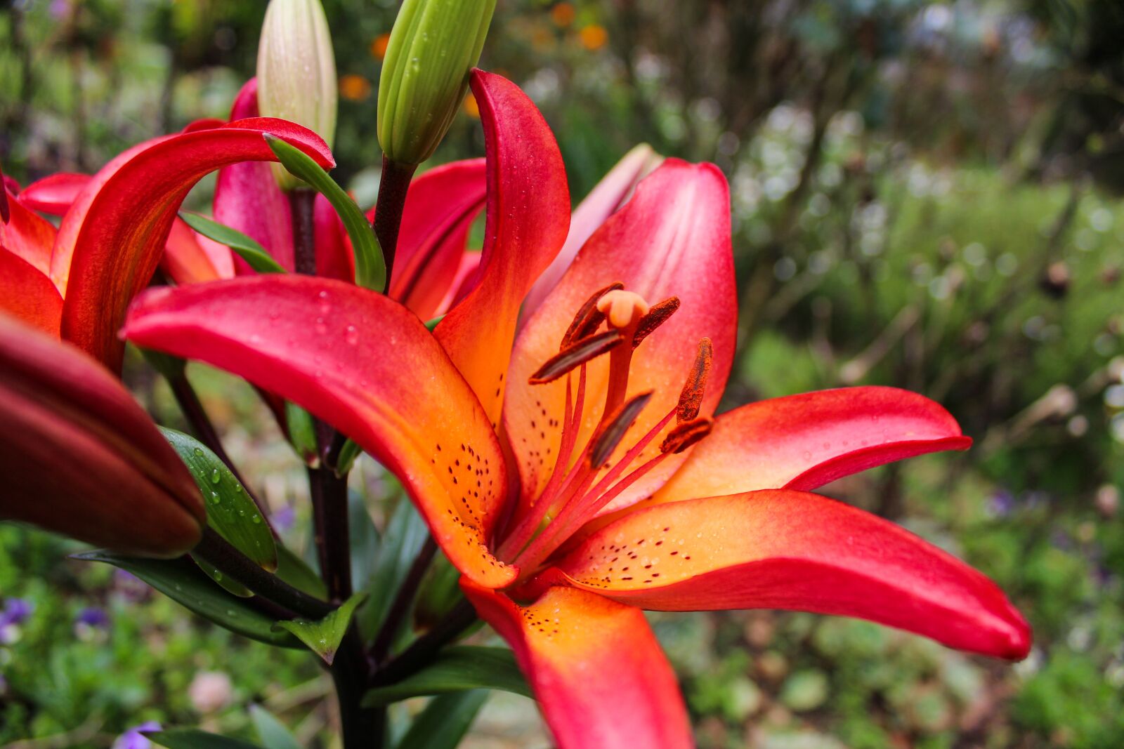 Canon EOS 1300D (EOS Rebel T6 / EOS Kiss X80) sample photo. Lily, lilium, flowers photography