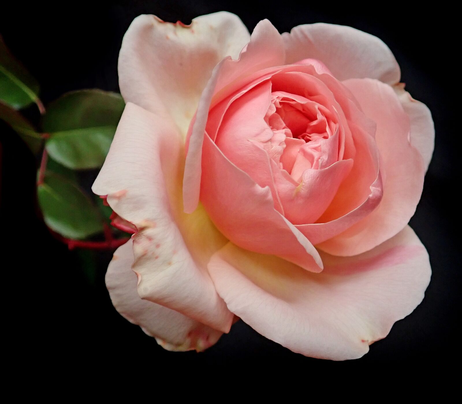 Olympus TG-5 sample photo. Flower, pink, rose photography