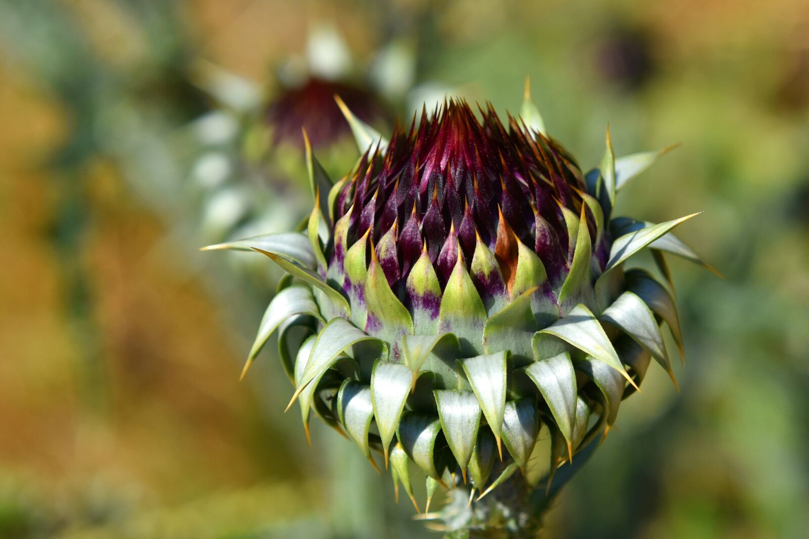 Nikon D3500 sample photo. Flower, asteraceae, thistle photography