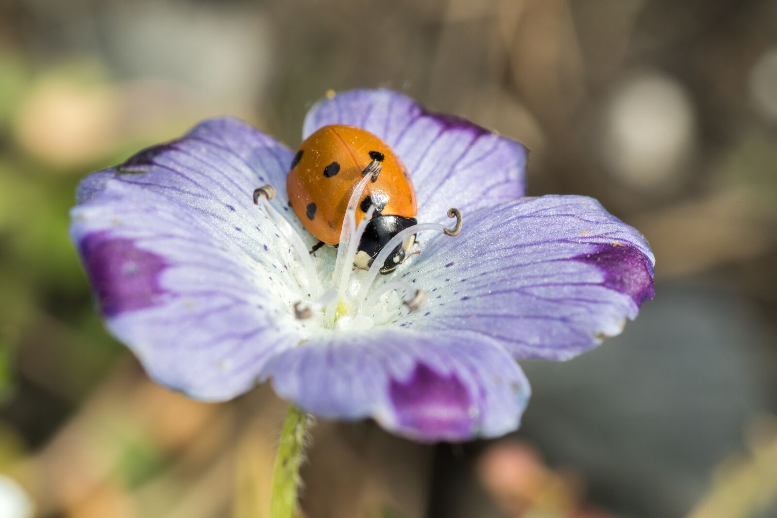 Canon EOS 7D Mark II sample photo. Ladybug, siebenpunkt, red photography