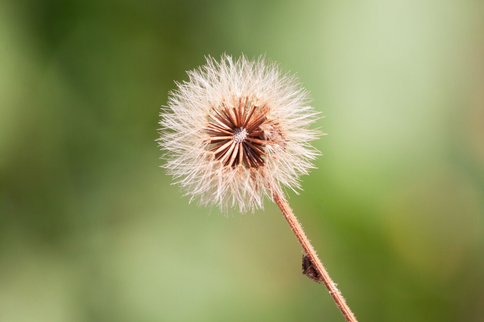 Canon EOS 50D sample photo. Infructescence, seeds, ball photography