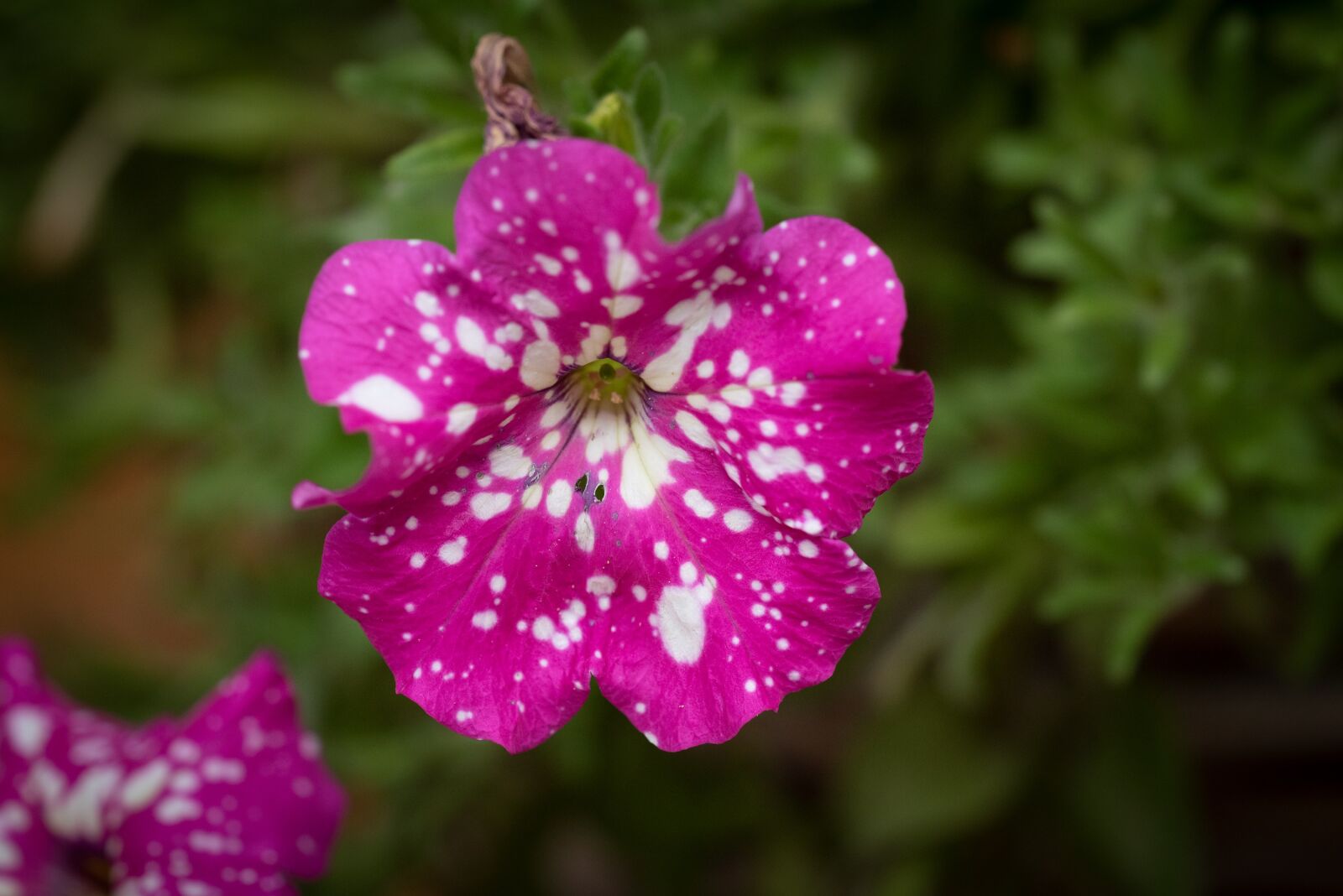 Nikon D750 sample photo. Flower, blossom, bloom photography