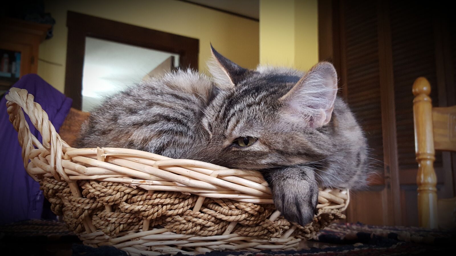 Samsung Galaxy S6 sample photo. Cat, cat in basket photography