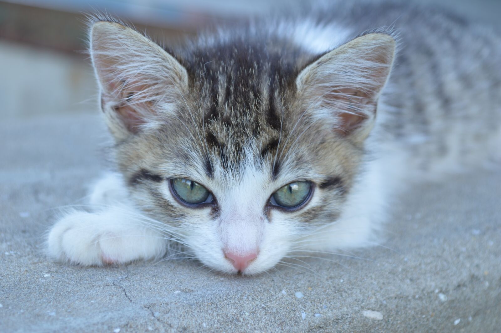 Nikon D3200 sample photo. Cat, kitten, cat eyes photography