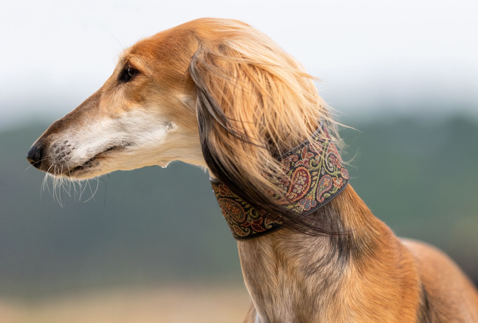 Canon EOS 80D sample photo. Dog, greyhound, pet photography
