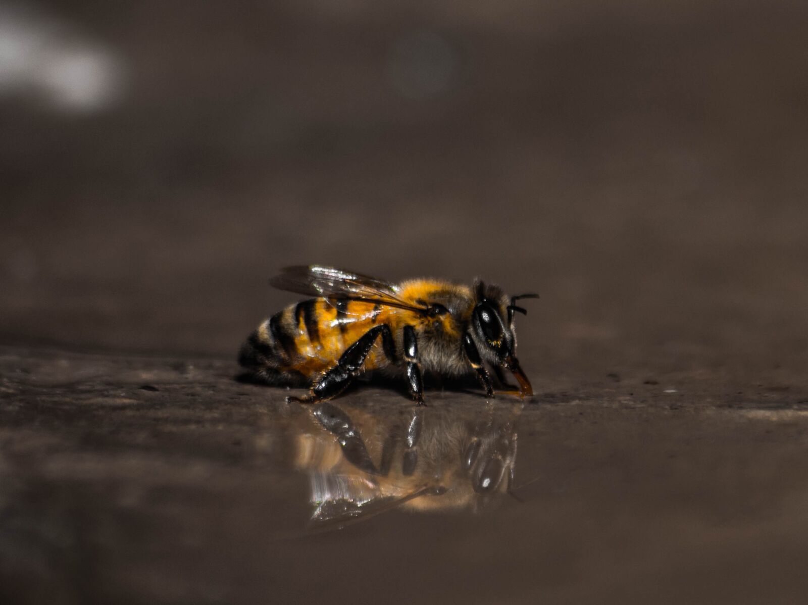 Nikon D5200 sample photo. Bee, insect, animal photography