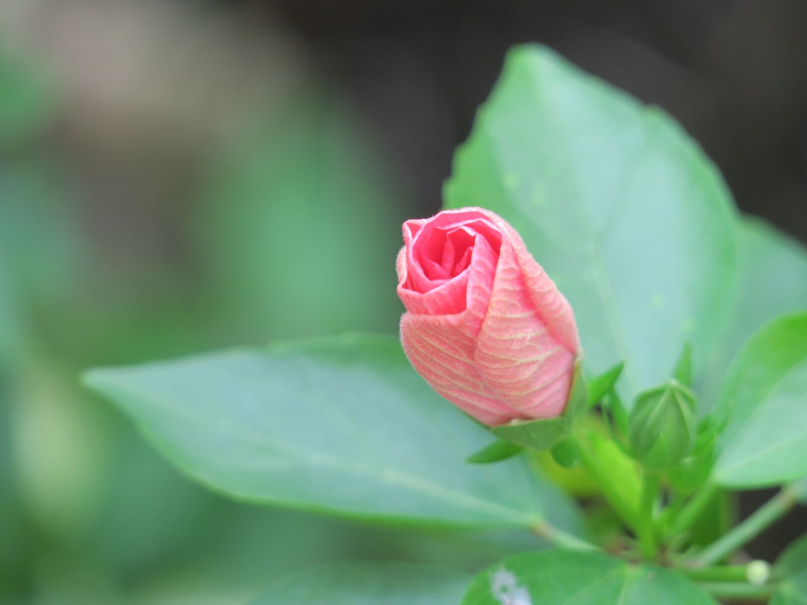 Canon PowerShot G3 X sample photo. Plant, nature, flower photography
