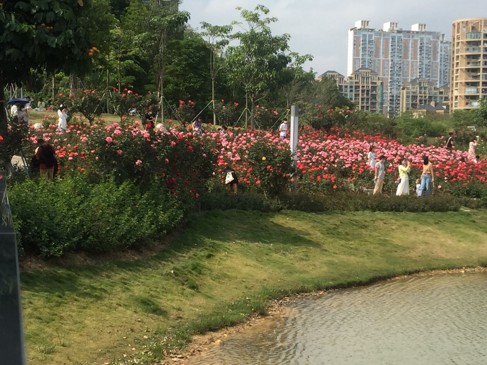 Apple iPhone 6 sample photo. Park, flower, rose photography