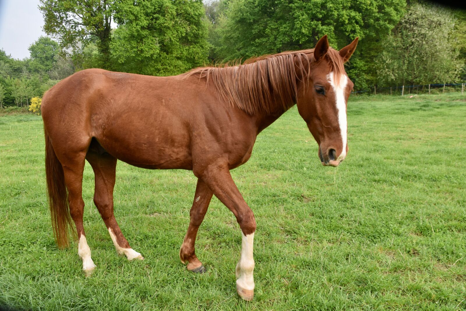 Nikon D5600 sample photo. Horse, young horse, horse photography