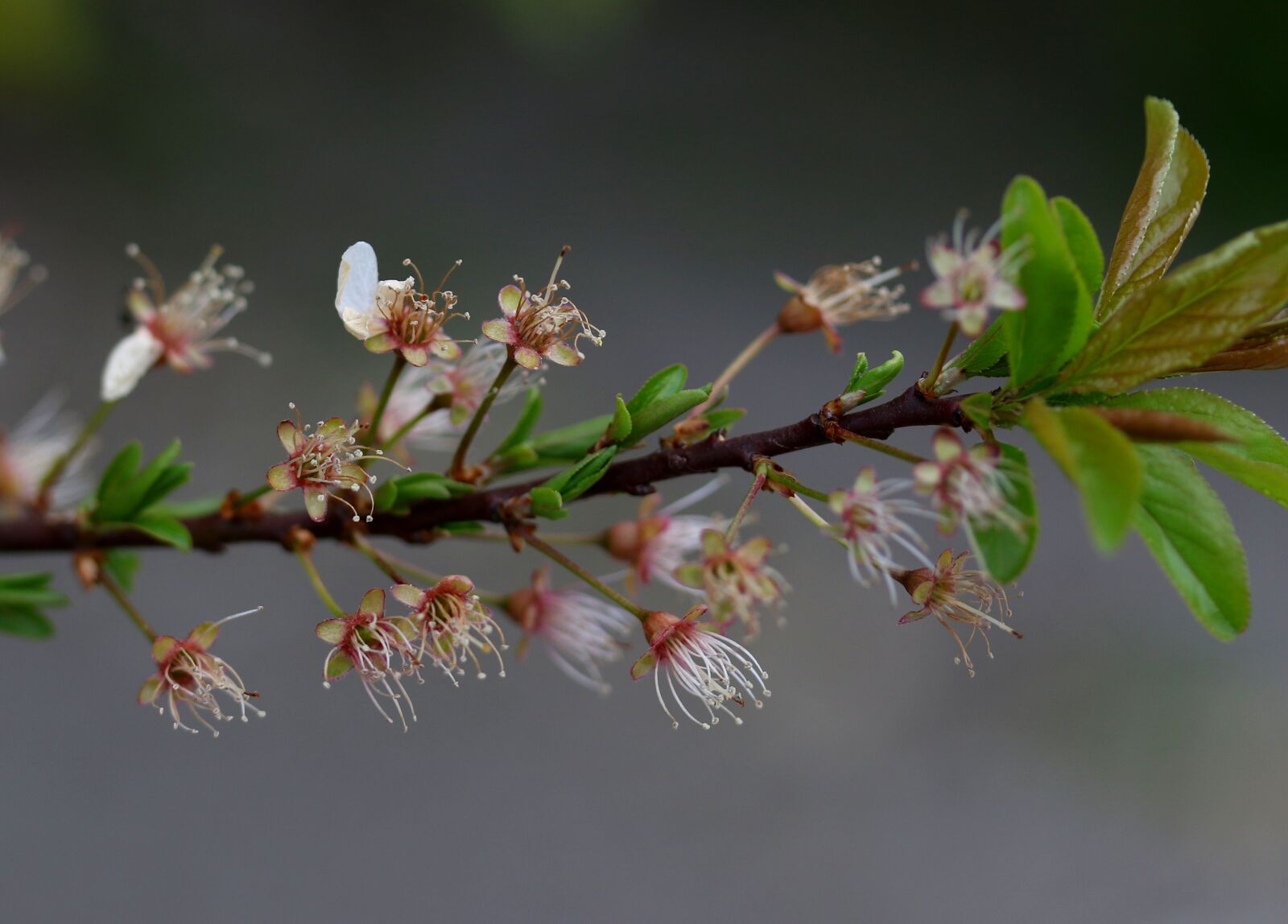 Canon EF-S 60mm F2.8 Macro USM sample photo. Flowers, withered, casey photography
