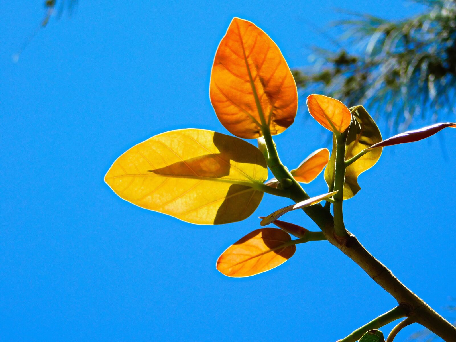 Nikon Coolpix B500 sample photo. Leaves, plants, trees photography
