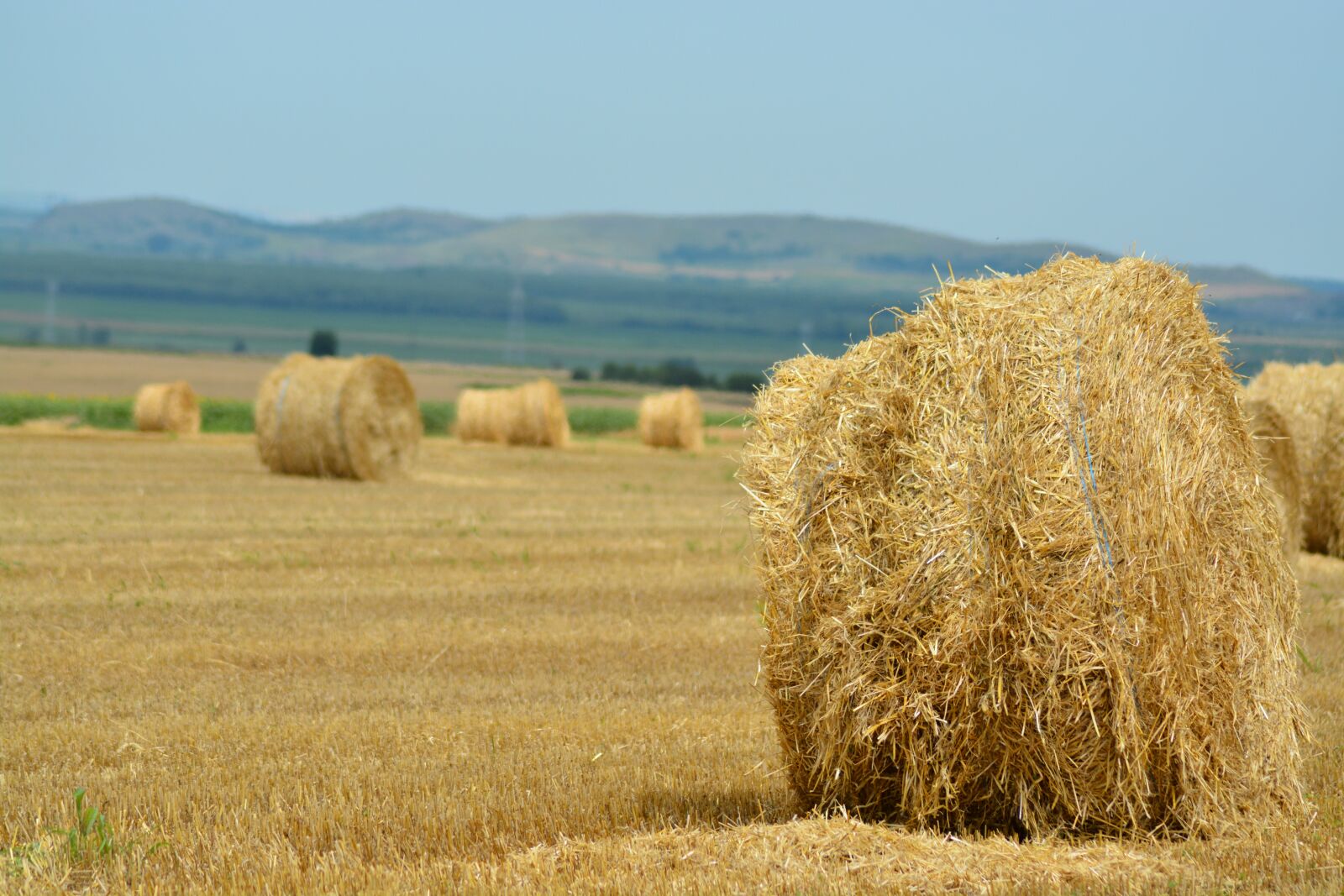 Nikon D7100 sample photo. Fan, summer, romania photography