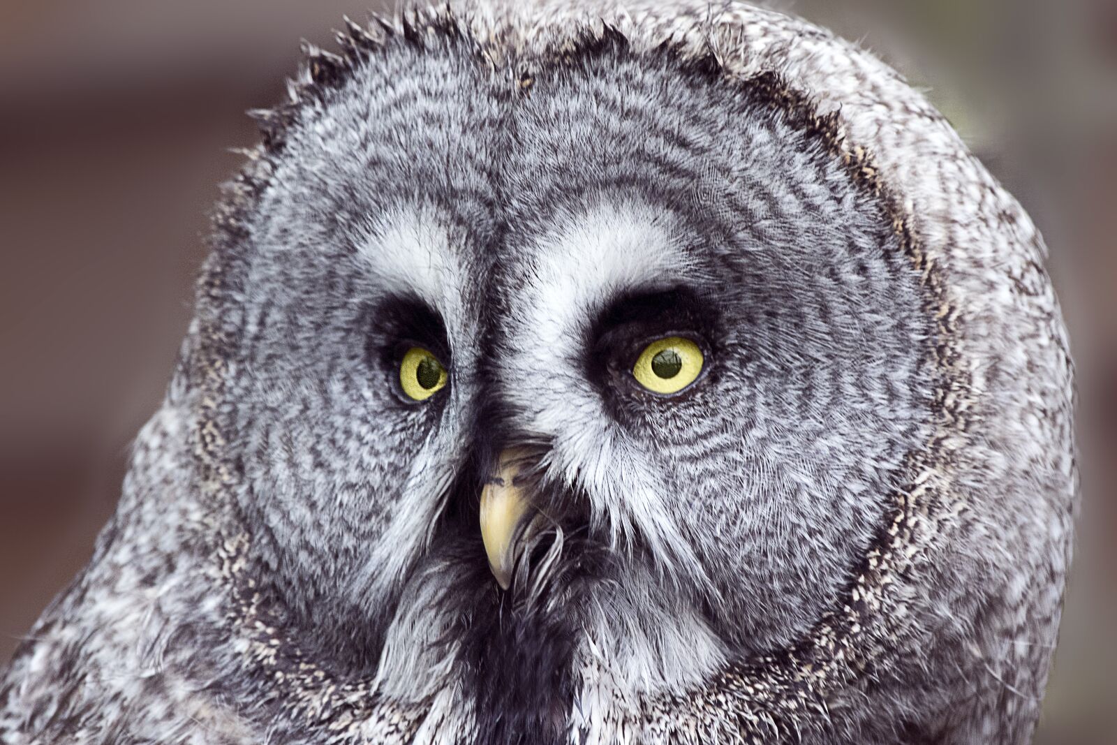 Canon EOS 7D Mark II sample photo. Owl, zoo, bird photography