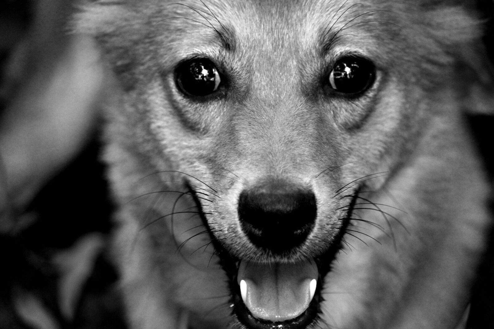 Canon EOS 1200D (EOS Rebel T5 / EOS Kiss X70 / EOS Hi) sample photo. Dog, black and white photography