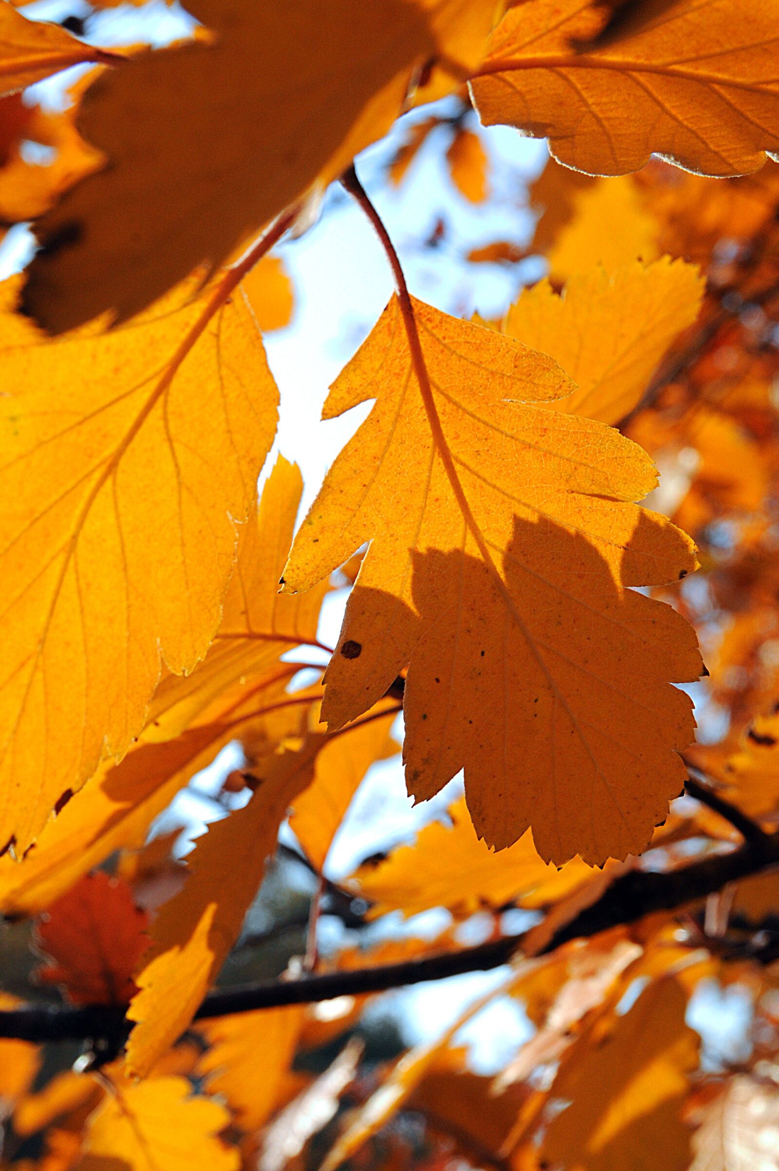 Nikon D3200 sample photo. Foliage, autumn, nature photography