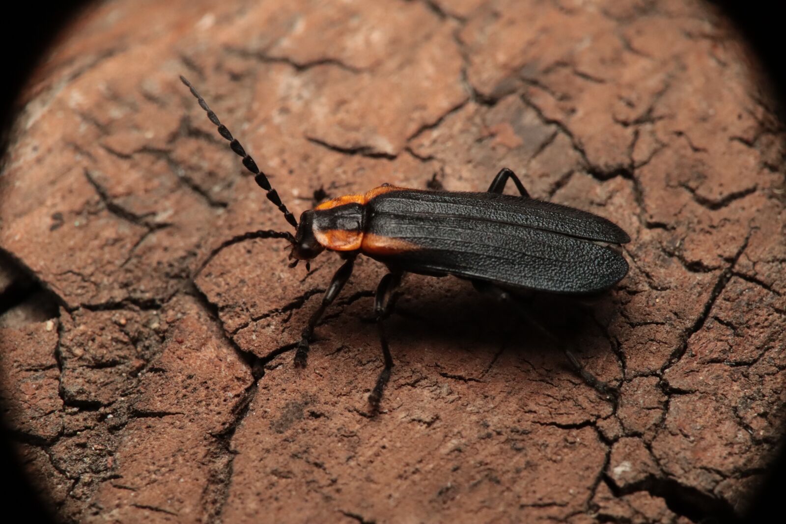Canon EOS M50 (EOS Kiss M) sample photo. Insect, garden, nature photography