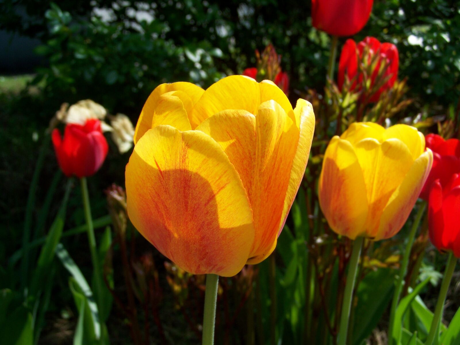 Kodak EASYSHARE ZD710 ZOOM DIGITAL CAMERA sample photo. Nature, tulip, flower photography