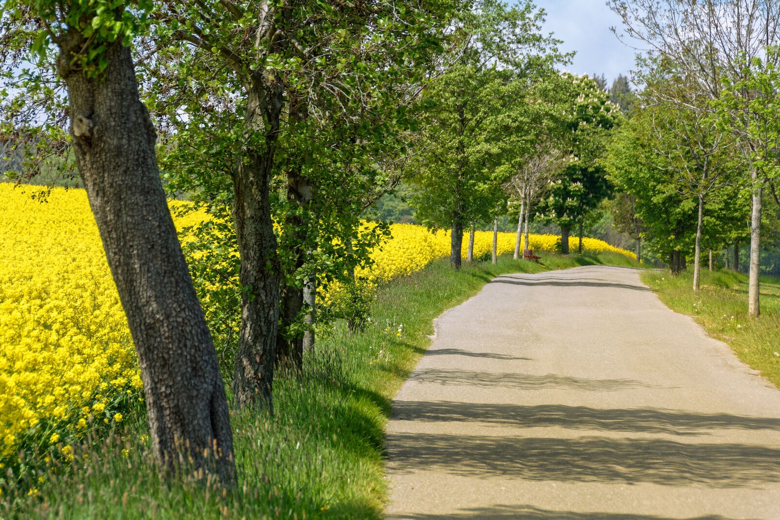 Nikon D7200 sample photo. Road, avenue, trees photography