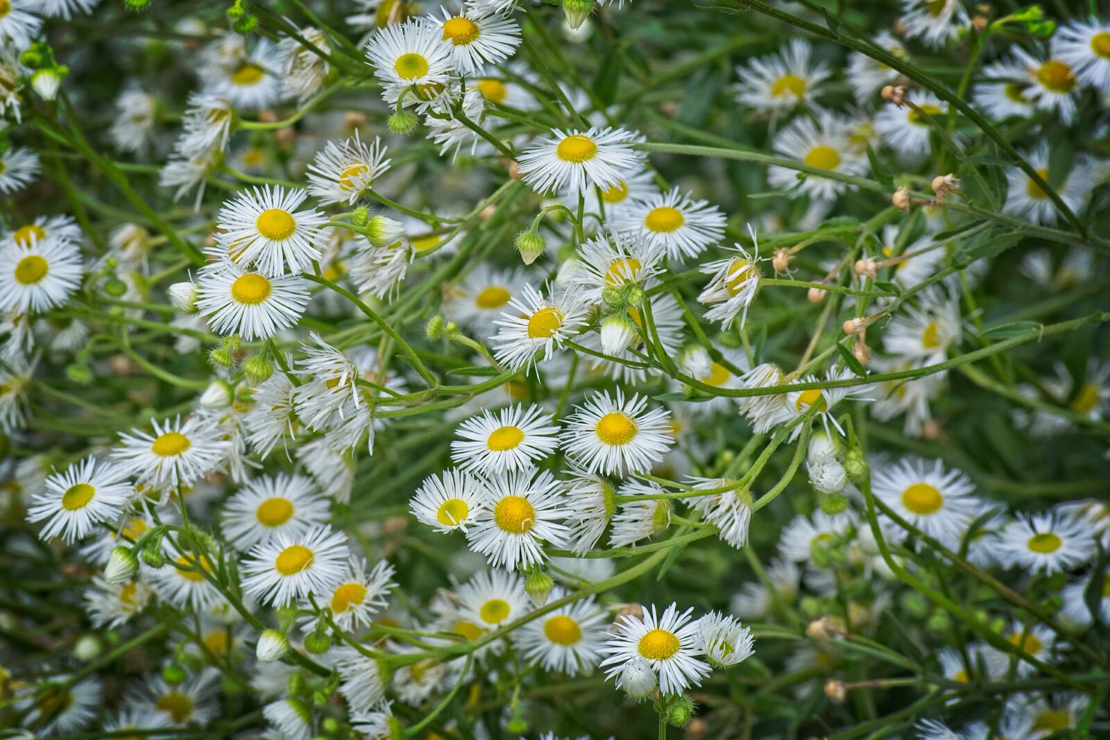 Nikon D7100 sample photo. Fine jet, flowers, occupation photography