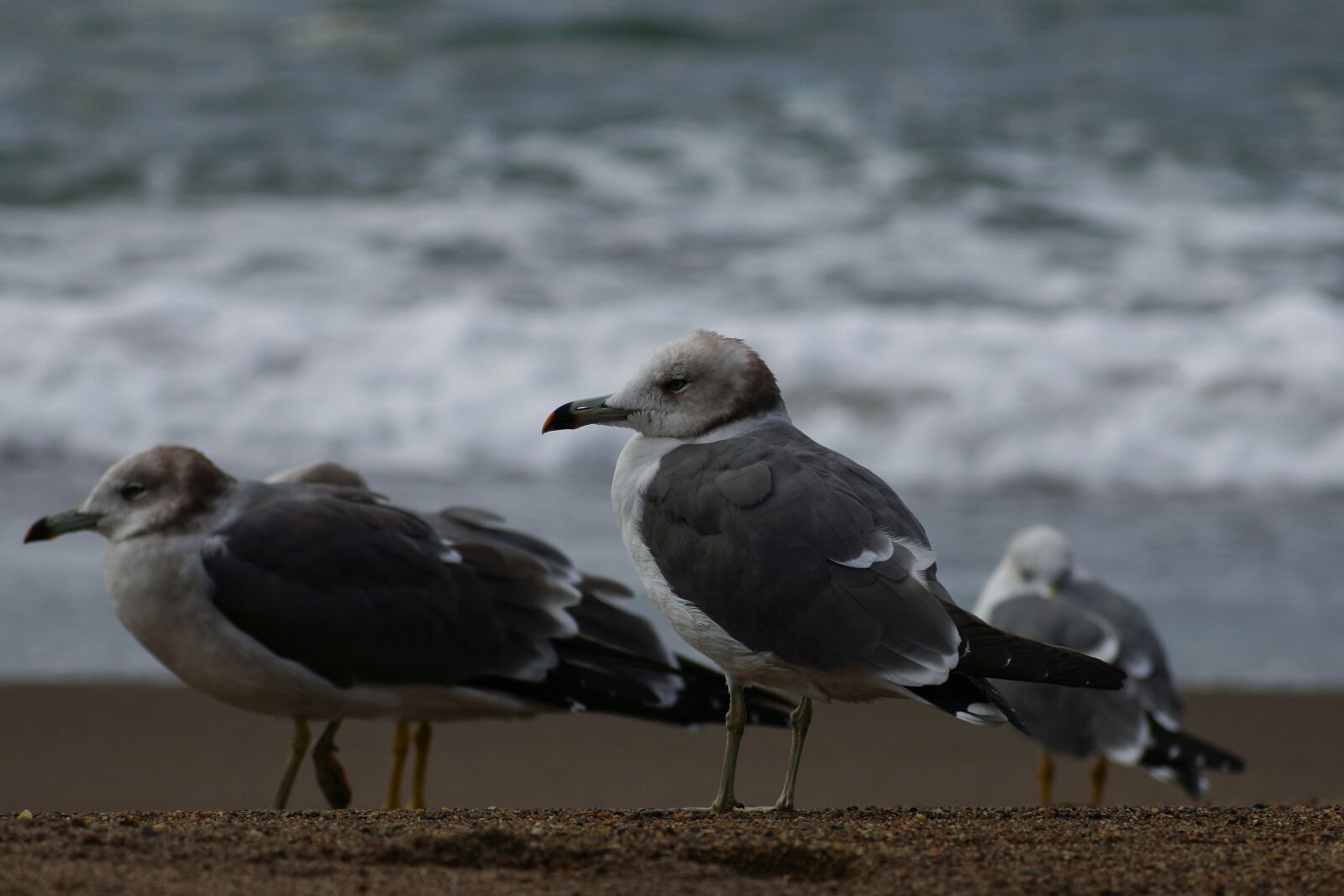 VR 70-300mm f/4.5-6.3G sample photo. Animal, sea, beach photography