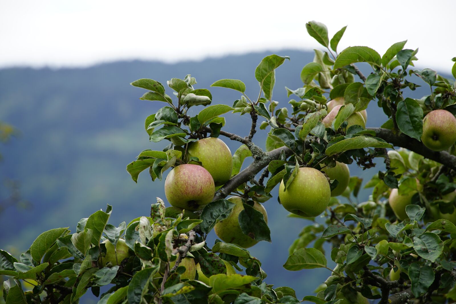 Sony E PZ 18-105mm F4 G OSS sample photo. Apple tree, branch, apples photography