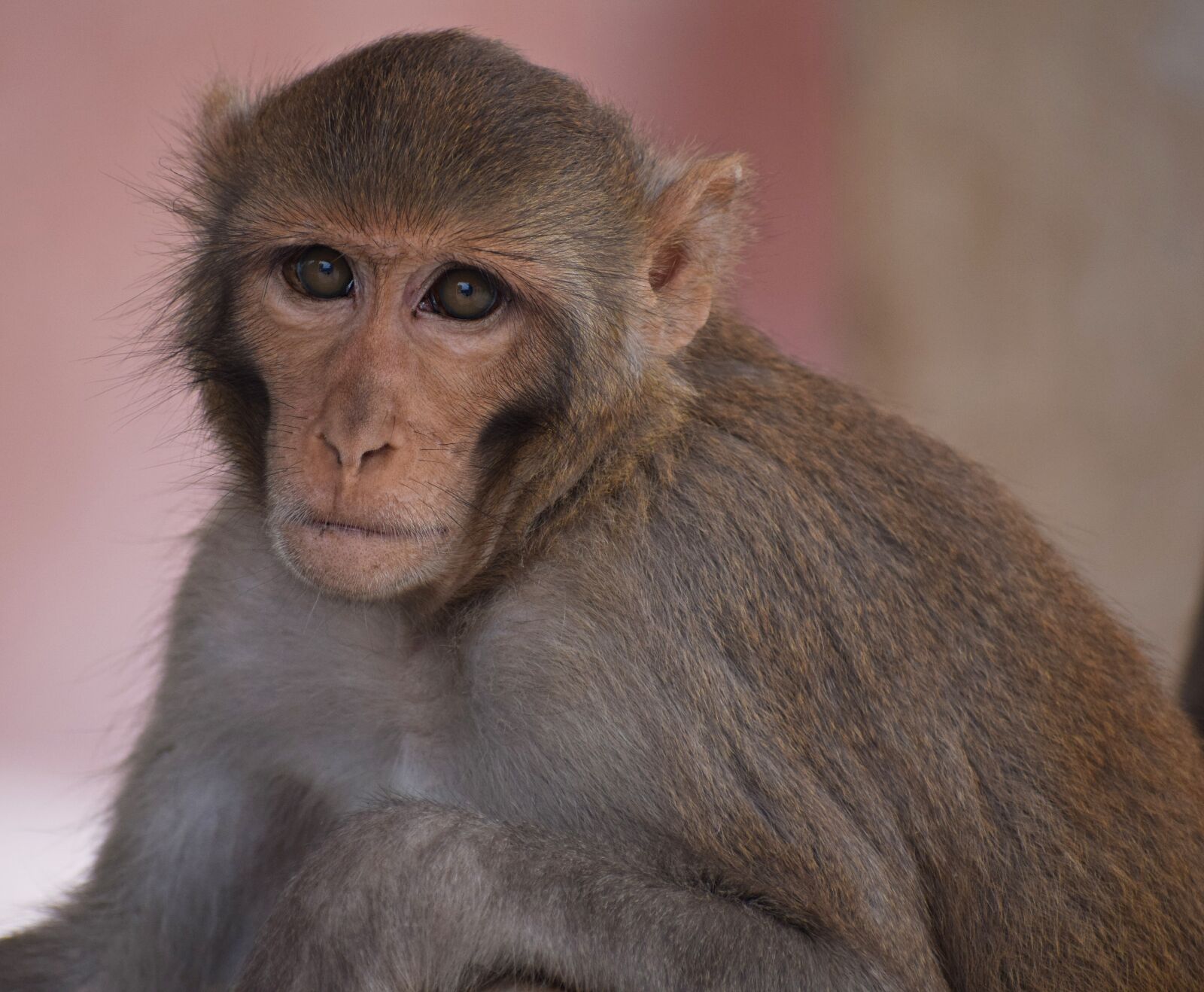 Nikon D3300 sample photo. Monkey, wild, animal photography